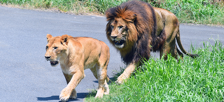東京都多摩動物公園