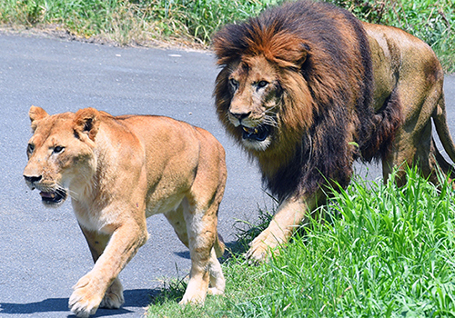 東京都多摩動物公園